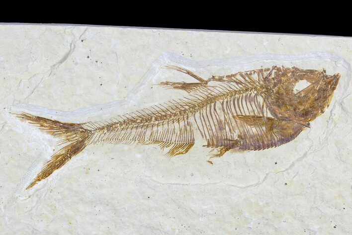 Detailed Fossil Fish (Diplomystus) - Wyoming #113569